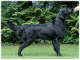 Flat coated retriever - pes Gargamel Oasis of Peace z CHS